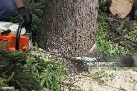 How Our Tree Care Process Works  in  Elba, AL