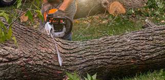 Elba, AL Tree Removal Company