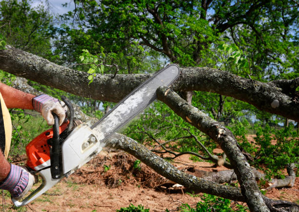Lawn Pest Prevention in Elba, AL
